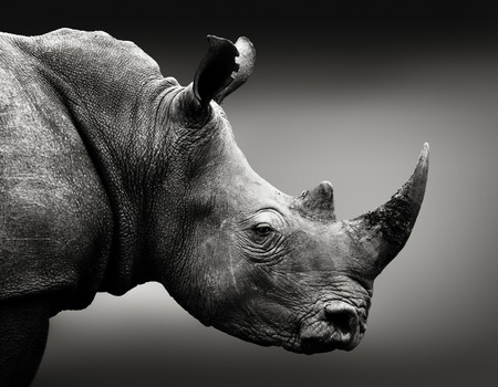ANIMAL Wall murals