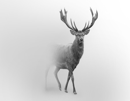 DEER Wall murals