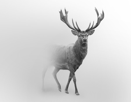 DEER Wall murals