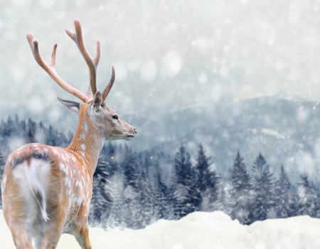 DEER Wall murals
