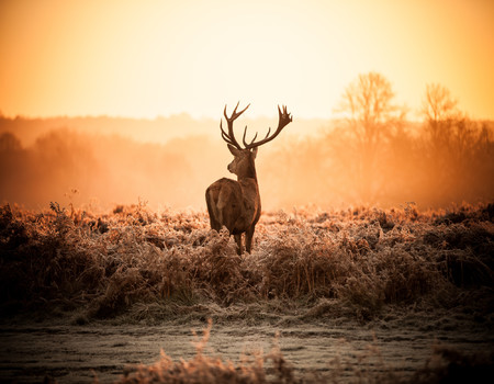 DEER Wall murals