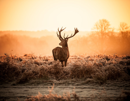 DEER Wall murals