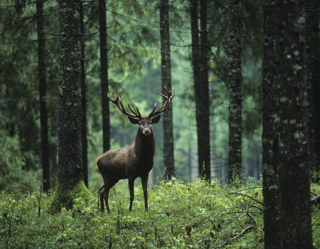 DEER Wall murals