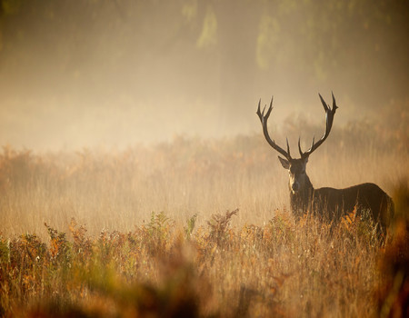 DEER Wall murals