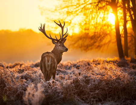 DEER Wall murals