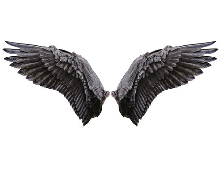 EAGLE Wall murals