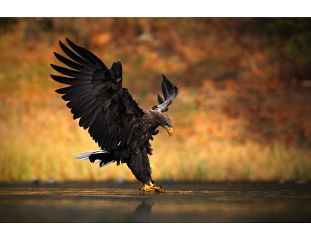 EAGLE Wall murals