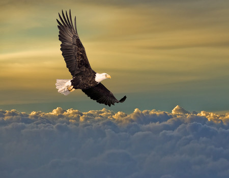 EAGLE Wall murals