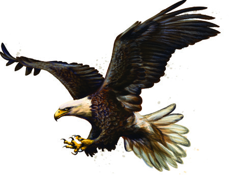 EAGLE Wall murals
