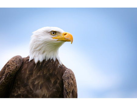 EAGLE Wall murals