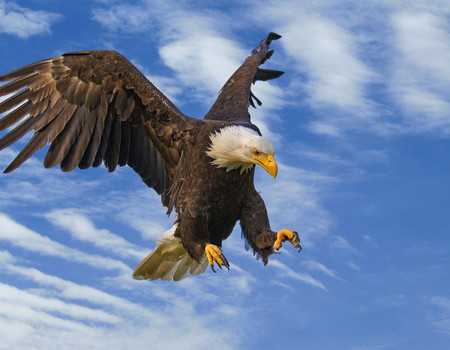 EAGLE Wall murals