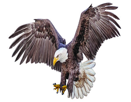 EAGLE Wall murals