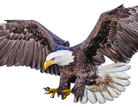 EAGLE Wall murals