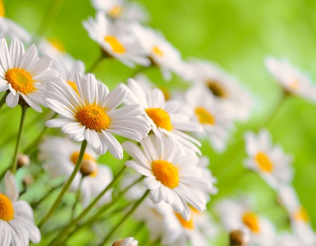 FLOWERS Wall murals