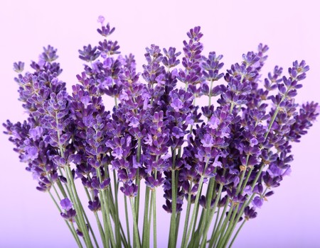 FLOWERS Wall murals