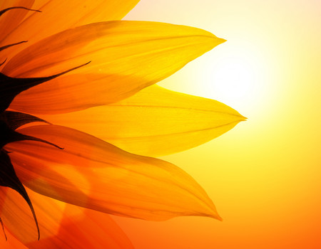 FLOWERS Wall murals