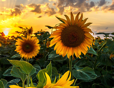 FLOWERS Wall murals