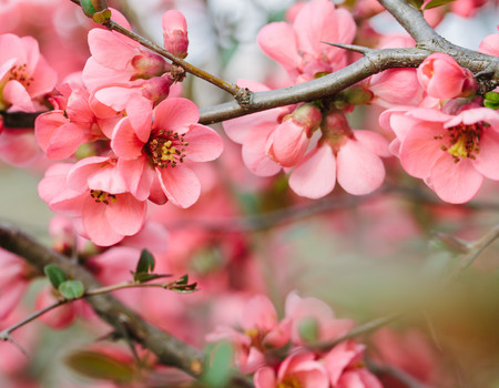FLOWERS Wall murals