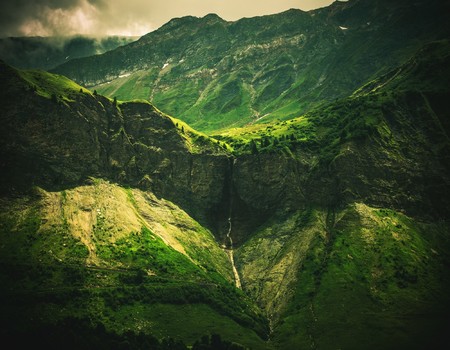 FOREST Wall murals