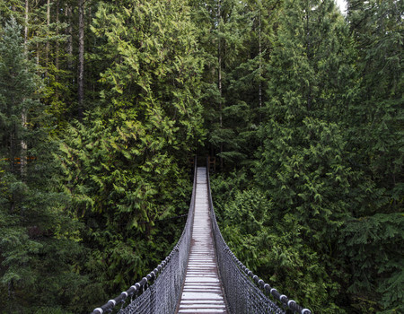 FOREST Wall murals