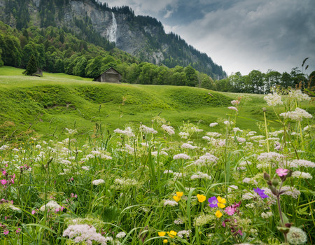 FOREST Wall murals
