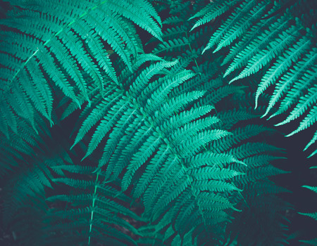 FOREST Wall murals