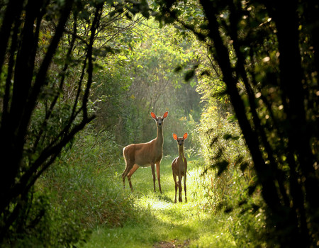 FOREST Wall murals