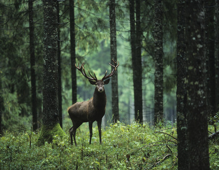 FOREST Wall murals