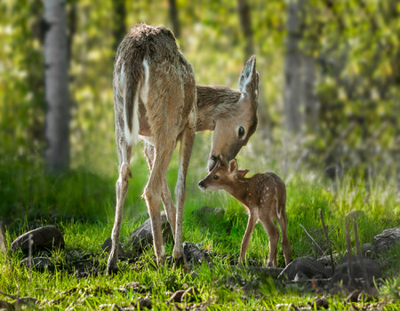FOREST Wall murals