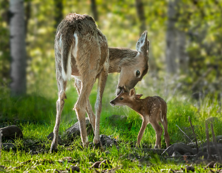 FOREST Wall murals