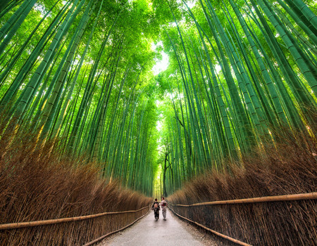 FOREST Wall murals