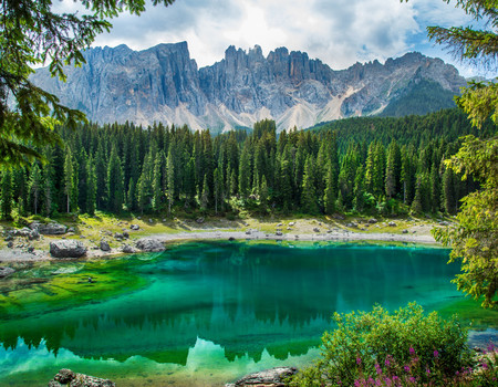 FOREST Wall murals