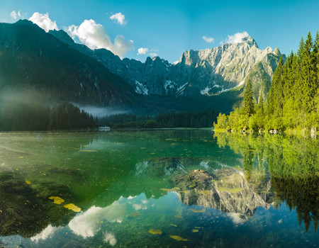 FOREST Wall murals