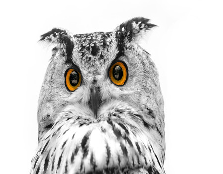 OWLS Wall murals