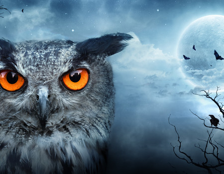 OWLS Wall murals