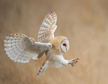 OWLS Wall murals