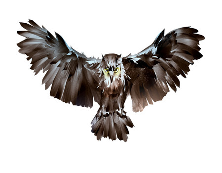 OWLS Wall murals
