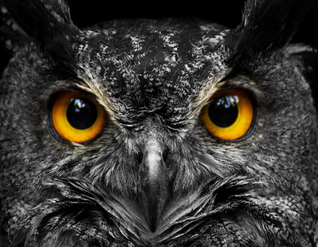 OWLS Wall murals