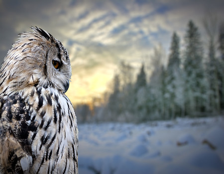 OWLS Wall murals