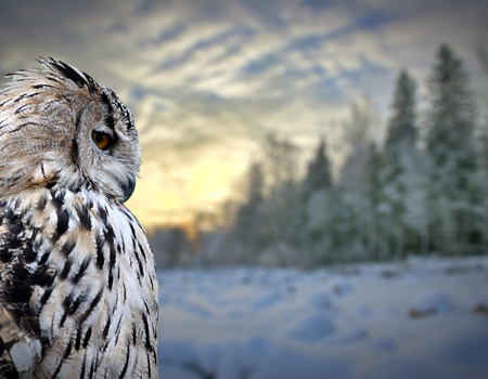 OWLS Wall murals