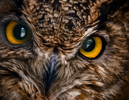 OWLS Wall murals