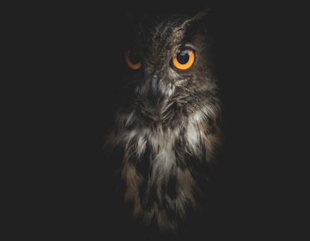 OWLS Wall murals