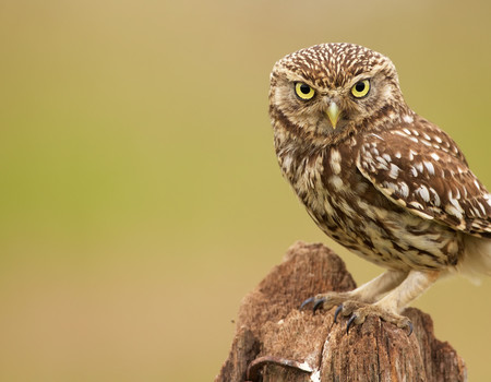OWLS Wall murals