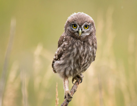 OWLS Wall murals