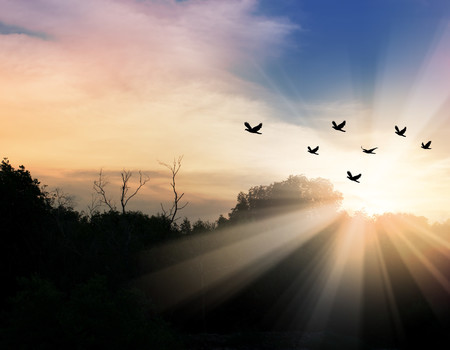 SKY Wall murals